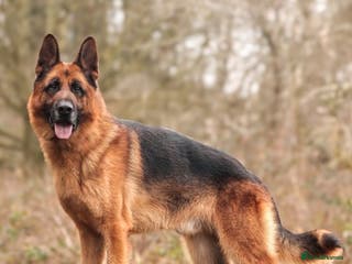 German Shepherd dogs KC Registered German Shepherd Stud in Stafford - Advert 15