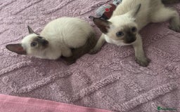Siamese cats for sale: Siamese lovely girls looking for friendly home.  - Image 3