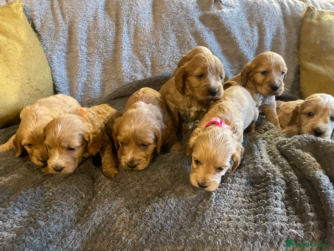 Toy Poodle dogs for stud: Red Toy poodle for stud health tested  in Swansea - Advert 5