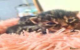 Maine Coon cats for sale: Maine coon x kittens for sale - Image 10
