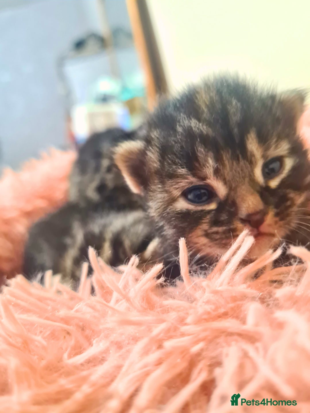 Maine Coon cats for sale: Maine coon x kittens for sale - Image 10
