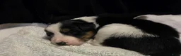 Border Collie dogs for sale: 🐾❤️ Beautiful KC Reg family Collie Puppies  in Shrewsbury - Advert 15