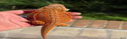Bearded Dragon reptiles for sale: Red bearded dragon babies - ready for collection! in London - Advert 8