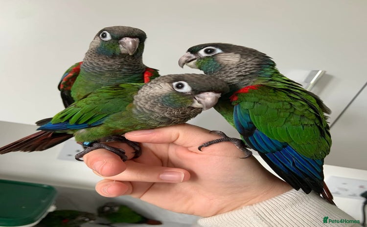 Conures birds - Advert 1
