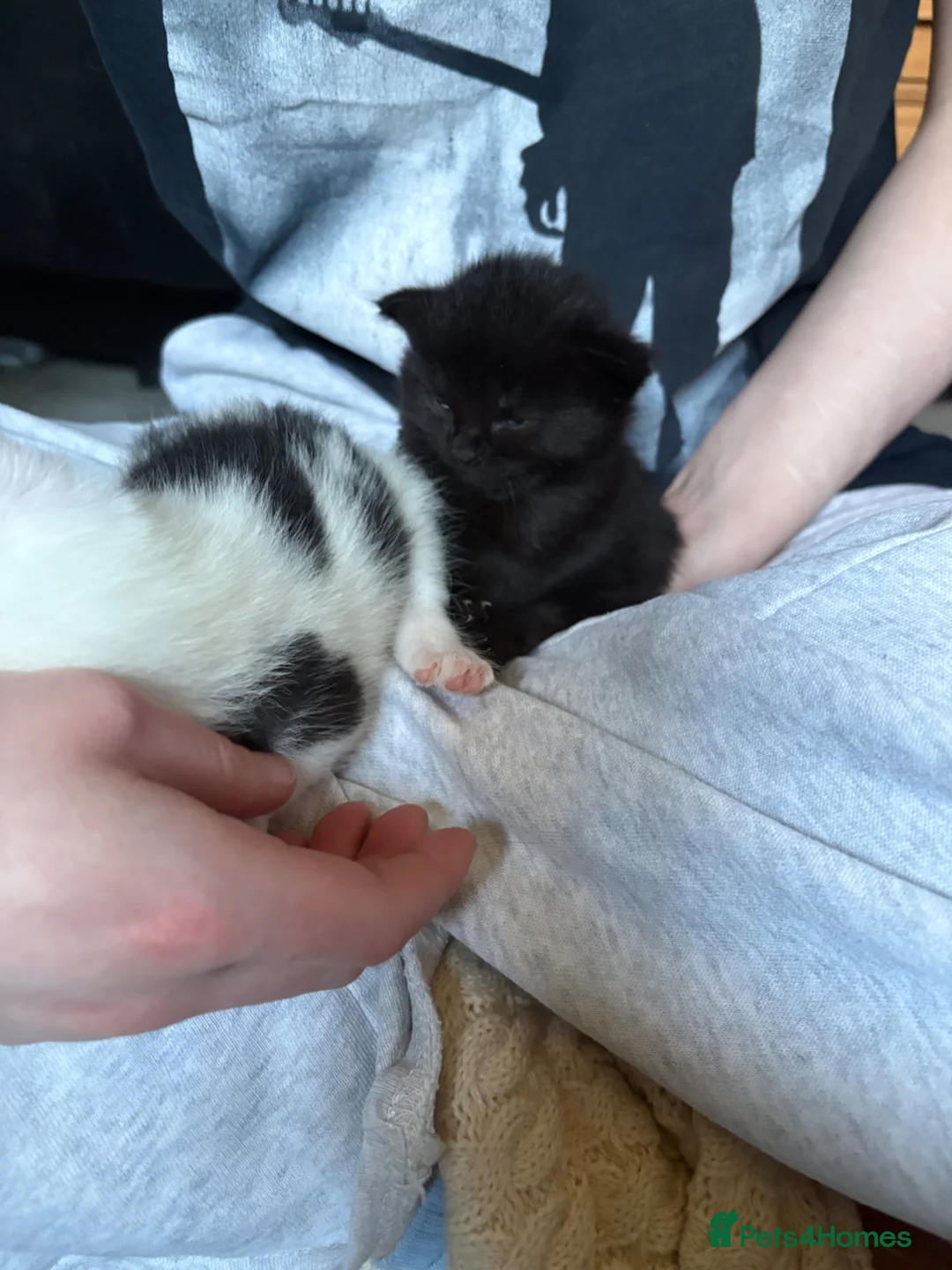 Domestic Shorthair cats for sale: Black kitten  in Dawlish - Advert 2