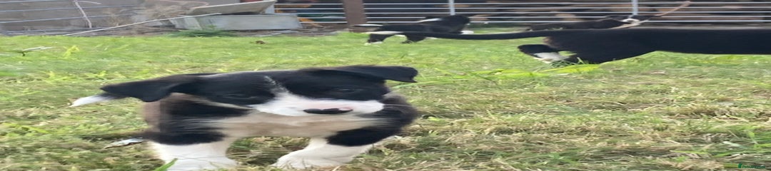 Border Collie Puppy 4
