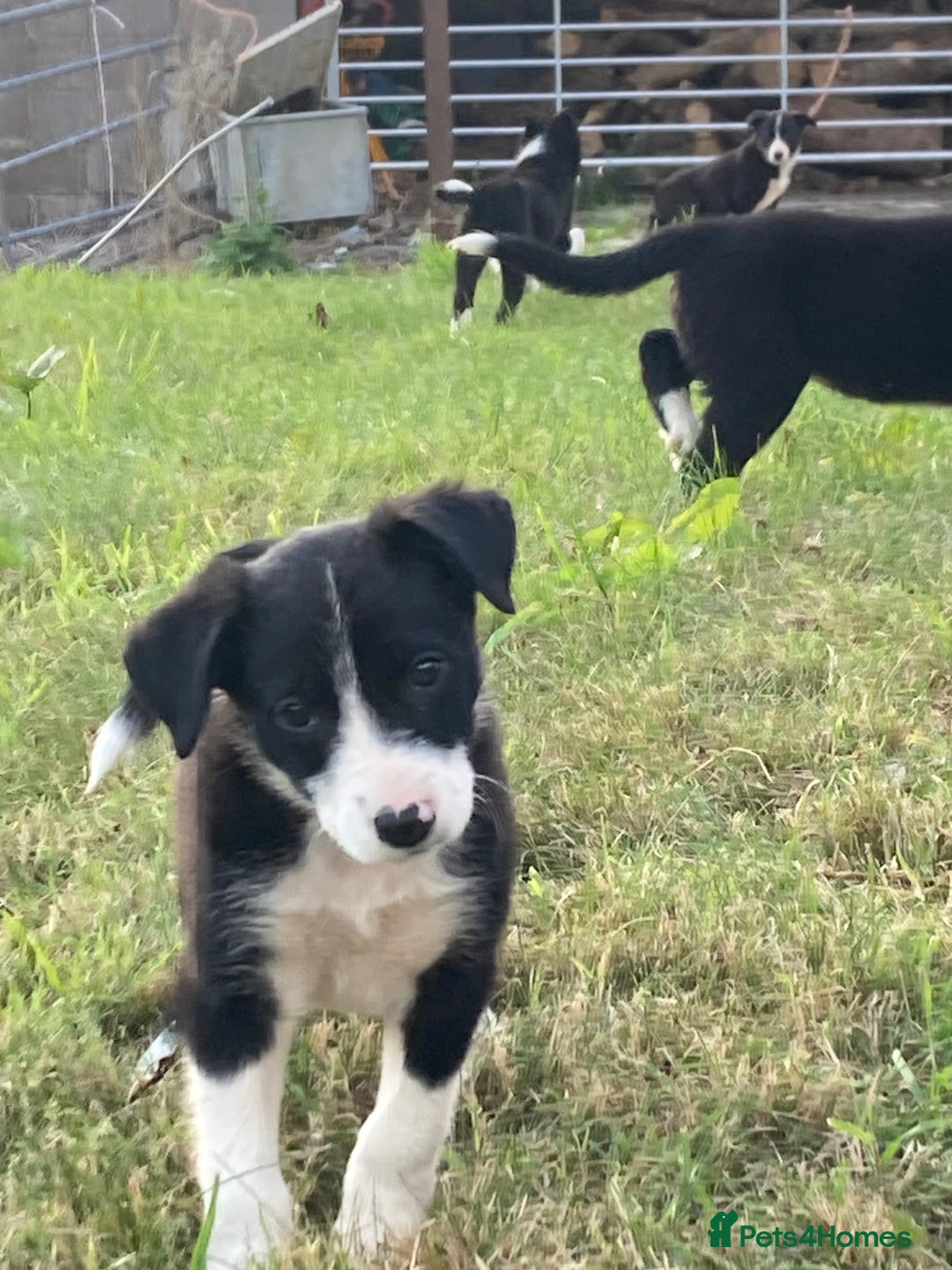 Border Collie dogs for sale: Playful puppies  - Image 9