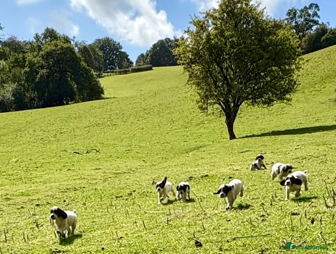 English Springer Spaniel dogs for sale: GAMEKEEPER BRED SPRINGER SPANIEL PUPS - Image 9