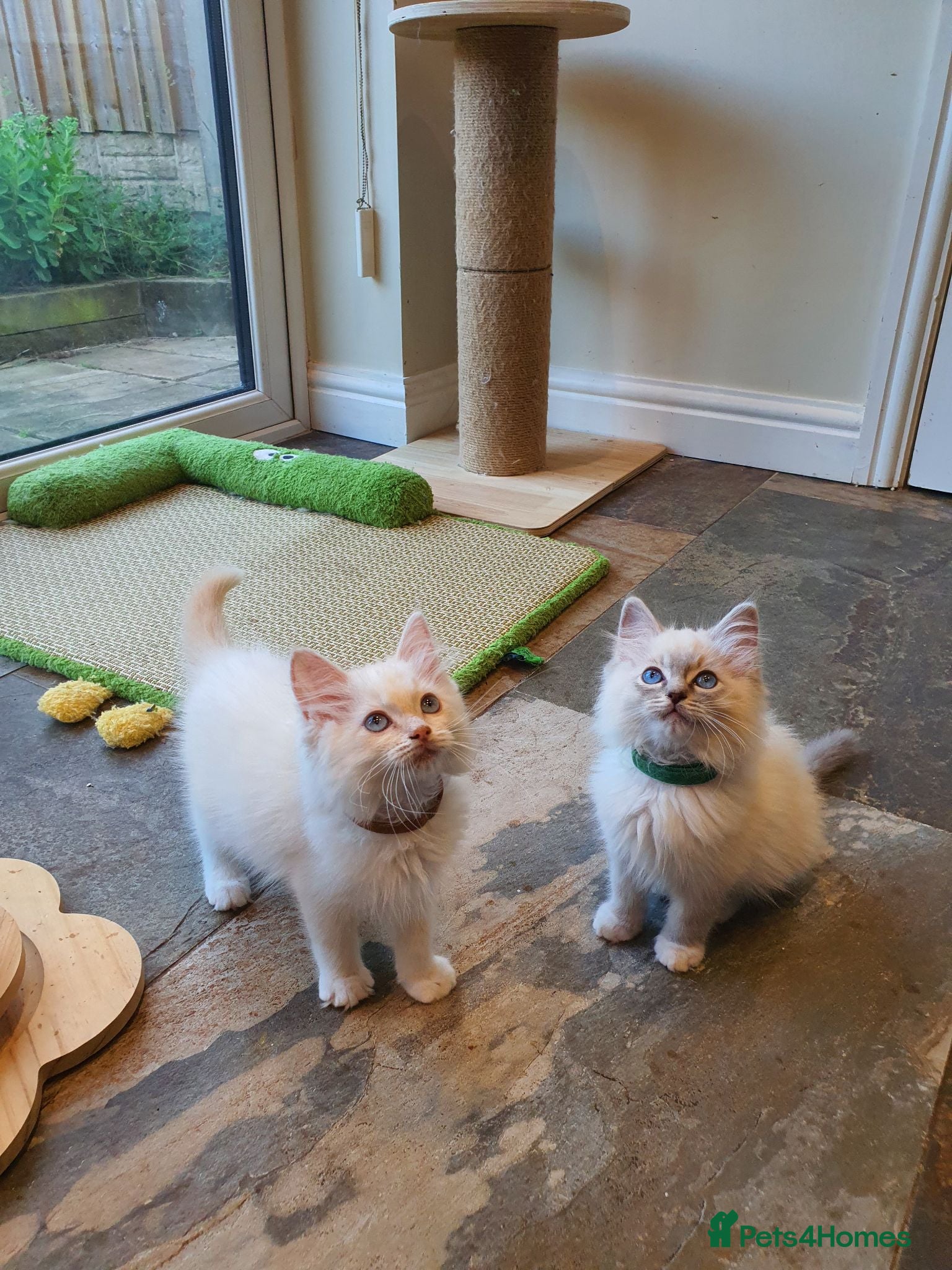 Ragdoll cats 💖Very Beautiful GCCF Registered Ragdoll Kittens. - Advert 1
