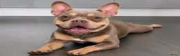 Mixed Breed dogs for sale: Reggie  - Advert 3