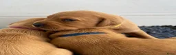 Labrador Retriever dogs for sale: FOX RED LAB PUPS PARENTS EXTENSIVELY HEALTH TESTED - Advert 4
