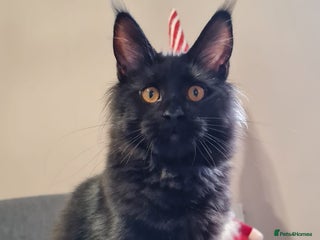 Maine Coon cats ✨2 GCCF Females Ready to go!✨ - Advert 9