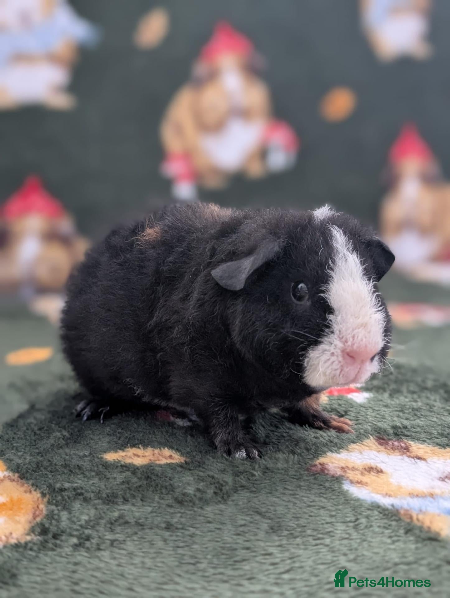 Guinea Pig rodents 3 purebred tricolour teddy male guinea pigs - Advert 1