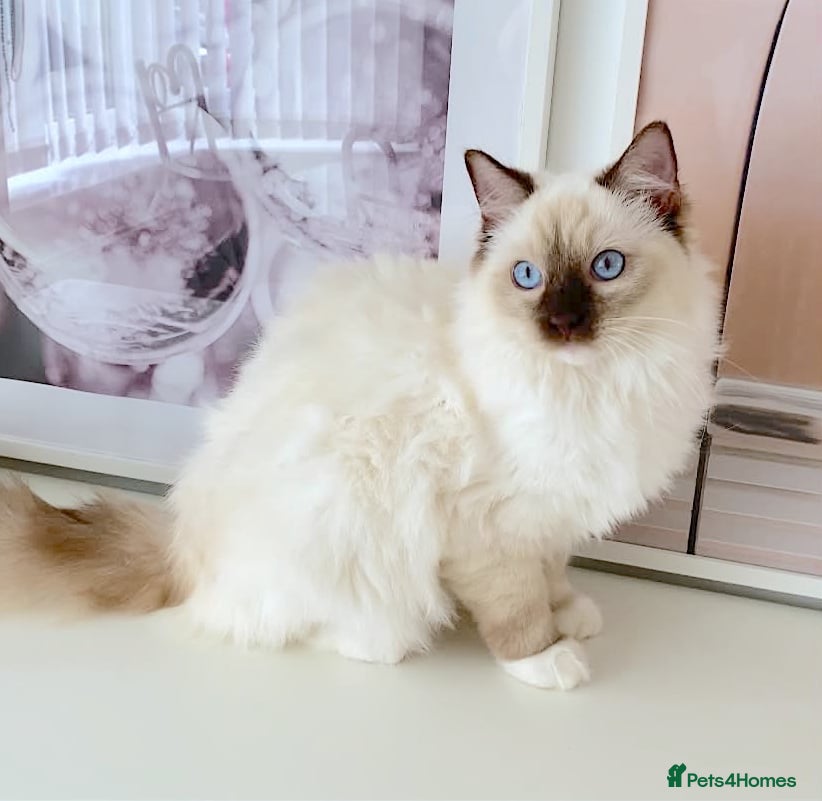 Ragdoll cats GCCF ACTIVE (FOR BREEDING) SEAL POINT MITTED GIRL - Advert 13