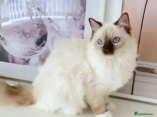 Ragdoll cats GCCF ACTIVE (FOR BREEDING) SEAL POINT MITTED GIRL - Advert 13
