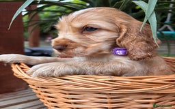 Cocker Spaniel dogs for sale: Beautiful Show Type KC registered Cocker Spaniels  - Image 7