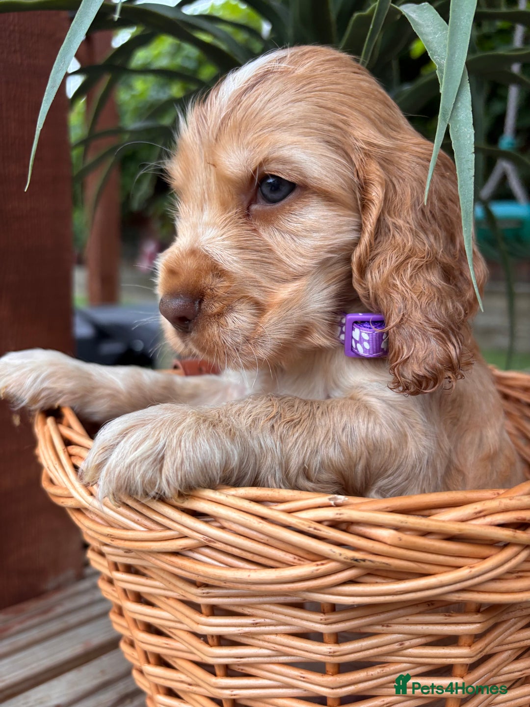 Cocker Spaniel dogs for sale: Beautiful Show Type KC registered Cocker Spaniels  - Image 7