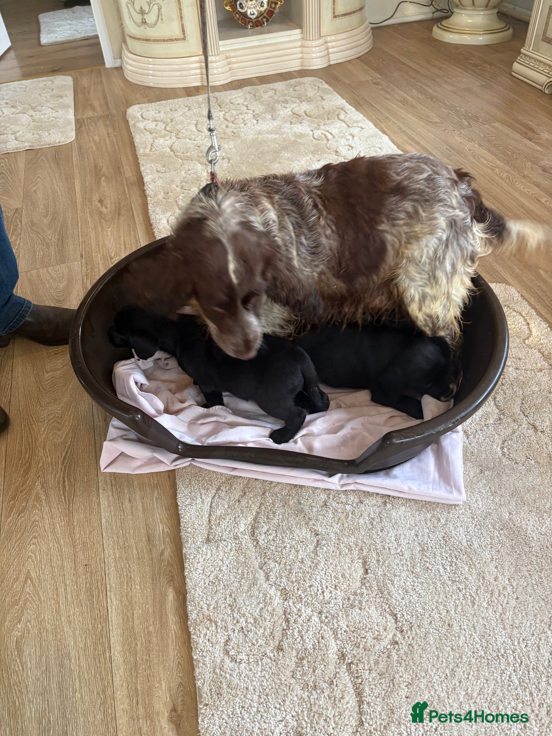 Mixed Breed dogs for sale: Cocker spaniel / border terrier  - Advert 2