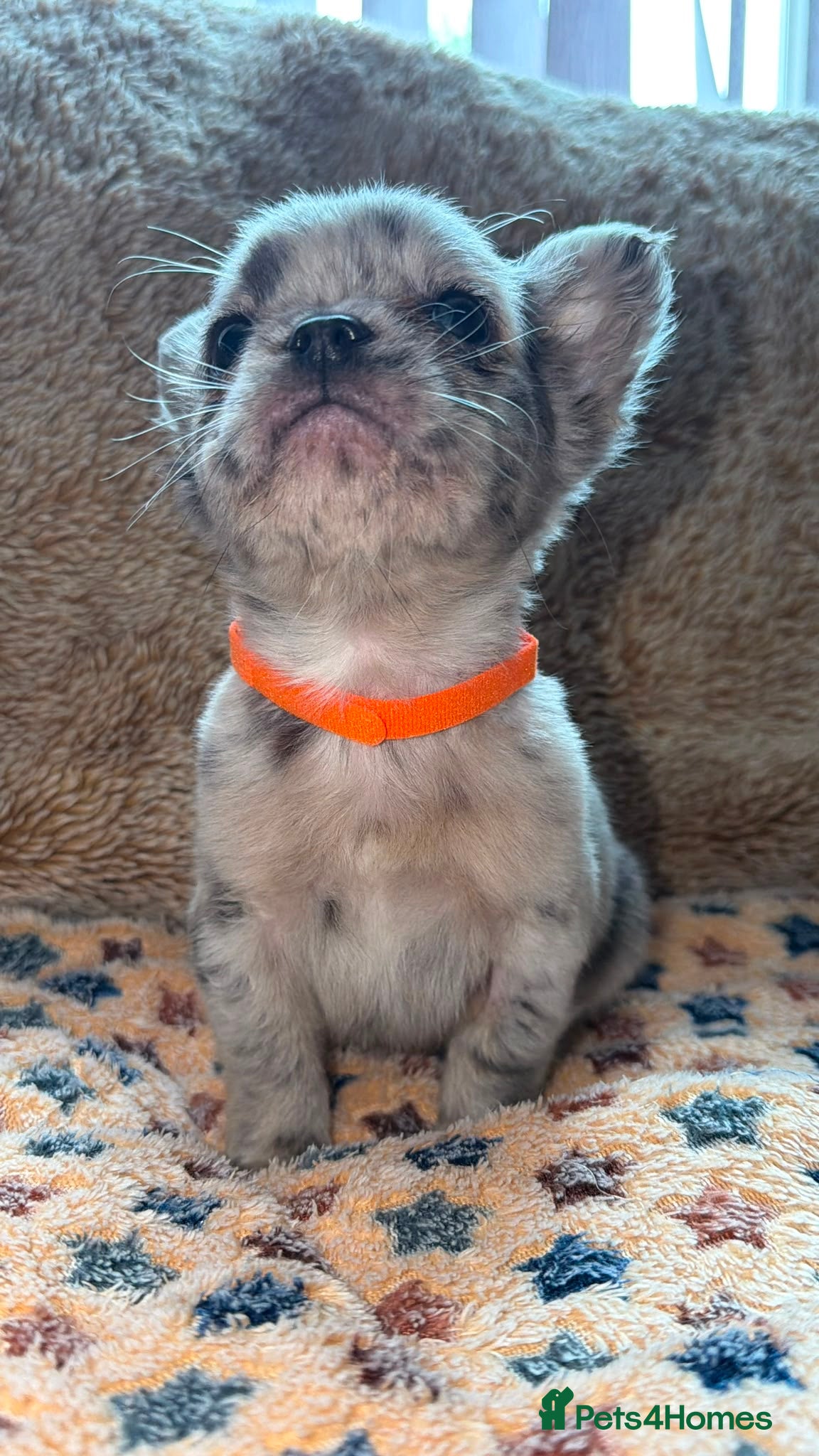 French Bulldog dogs Best in west mids.5 star super full fluffy litter - Advert 2