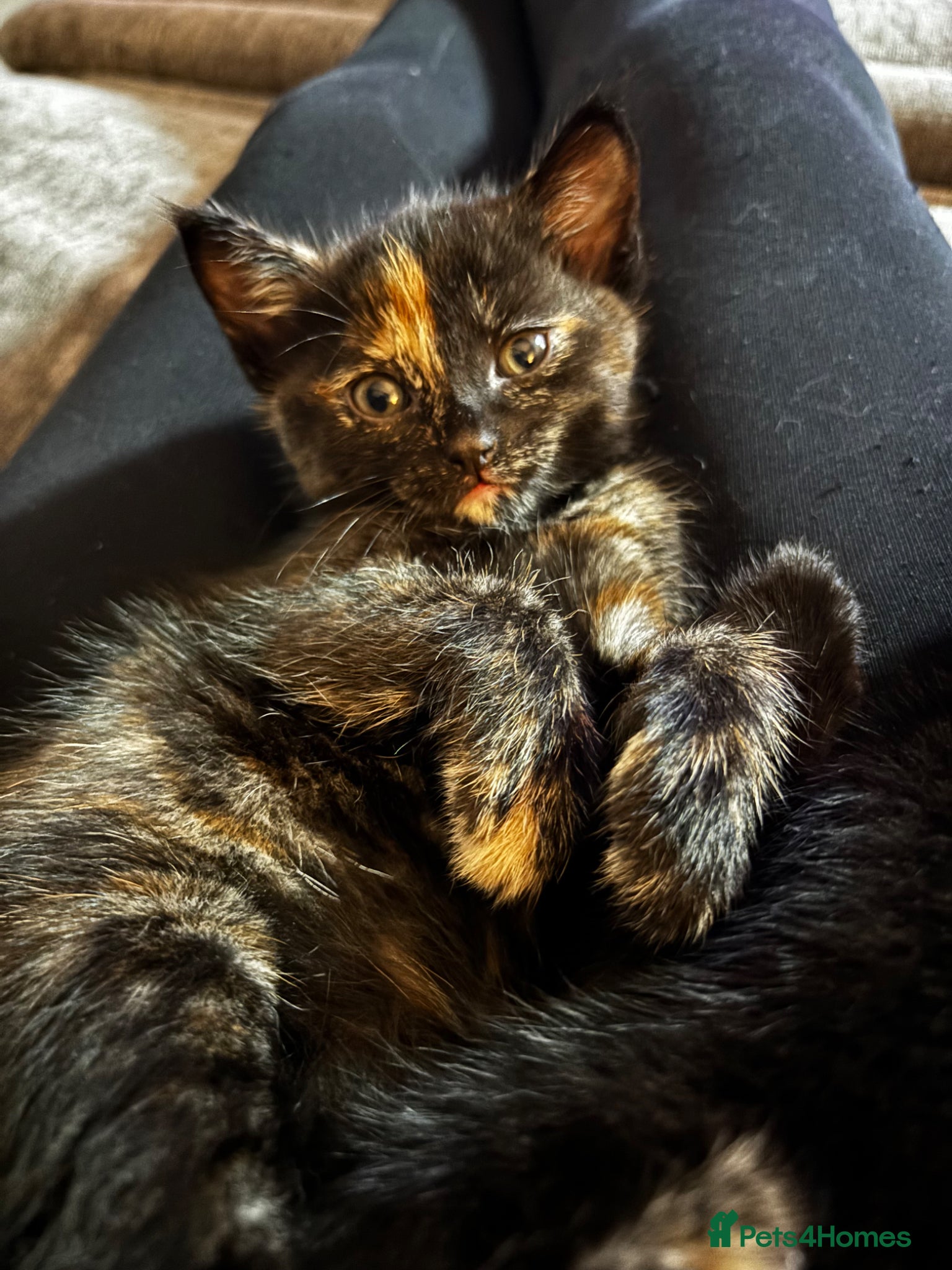 Mixed Breed cats 3 beautiful kittens looking for loving homes - Advert 1