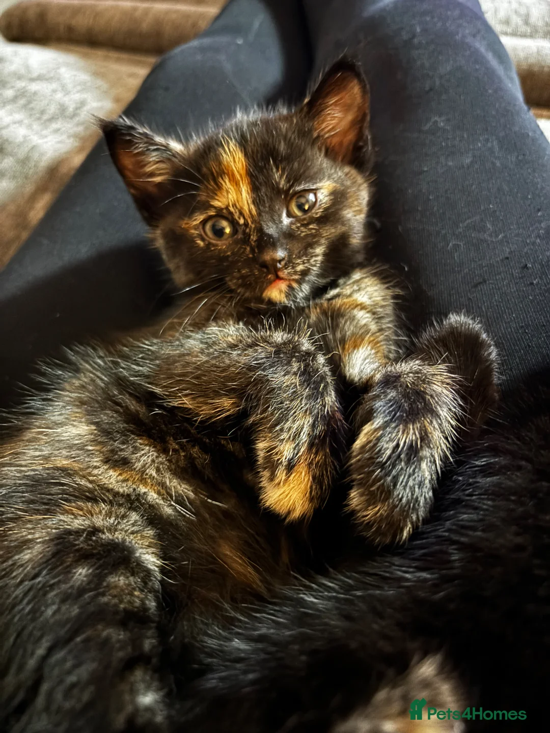 Mixed Breed cats for sale: 3 beautiful kittens looking for loving homes - Advert 1