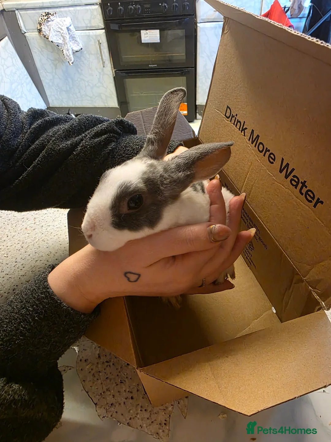 Mixed Breed rabbits for sale: Female rabbits  - Advert 1