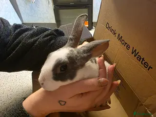 Mixed Breed rabbits Female rabbits - Advert 1