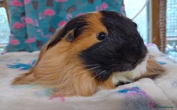 Guinea Pig rodents for sale: Baby Boars Different Breeds/Young Adult Sheltie in Swadlincote - Image 2