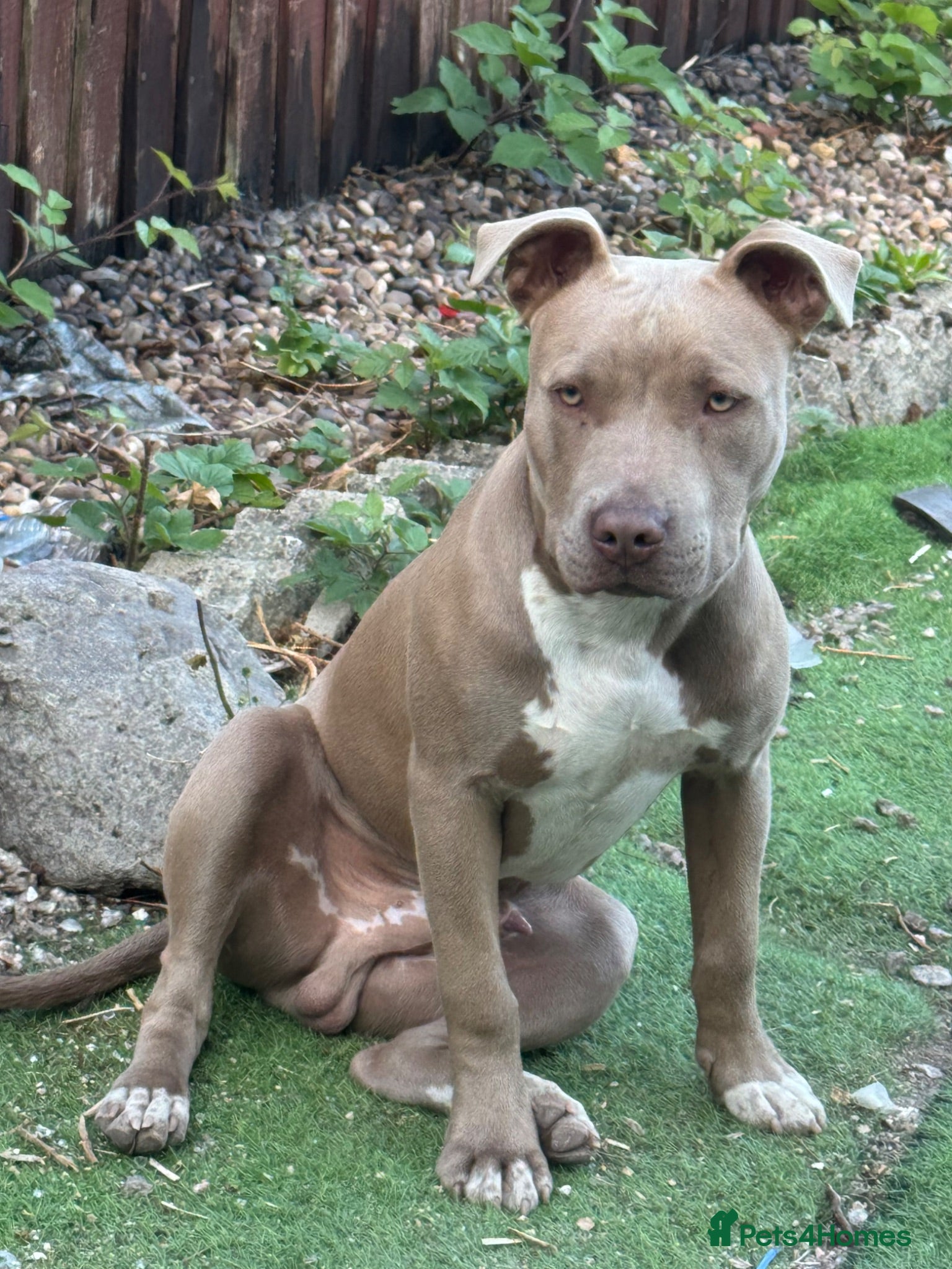 American Bully dogs American bully  - Advert 2