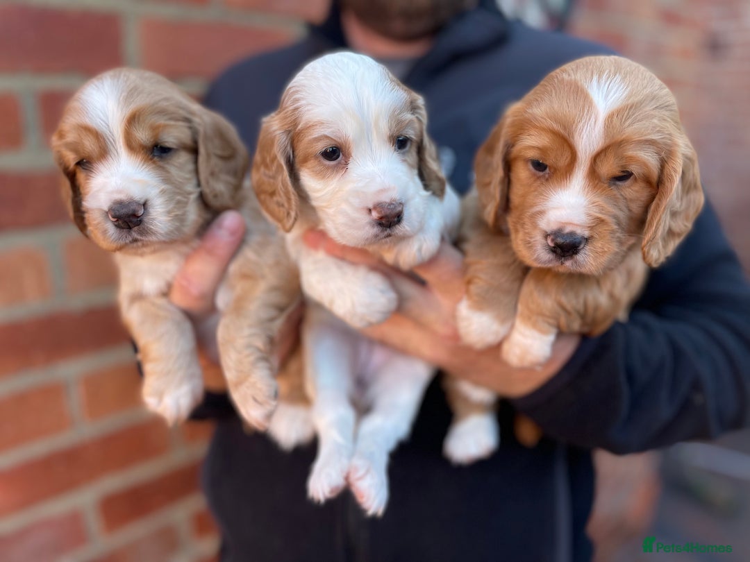 Cocker Spaniel dogs for sale: Health Tested Working Cocker Spaniels - Image 6