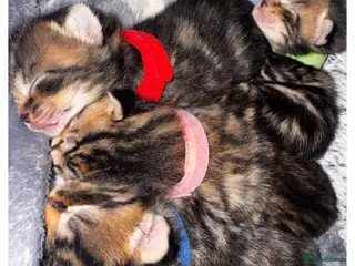 Mixed Breed cats 2 beautiful kittens looking for their forever home - Advert 1