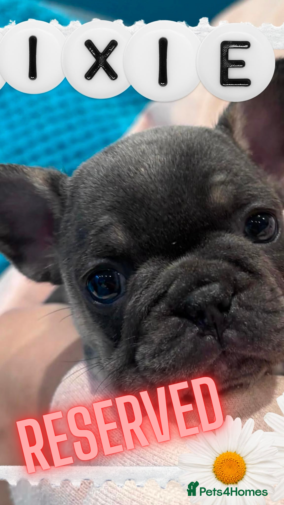 French Bulldog dogs French Bulldog puppies  - Advert 2