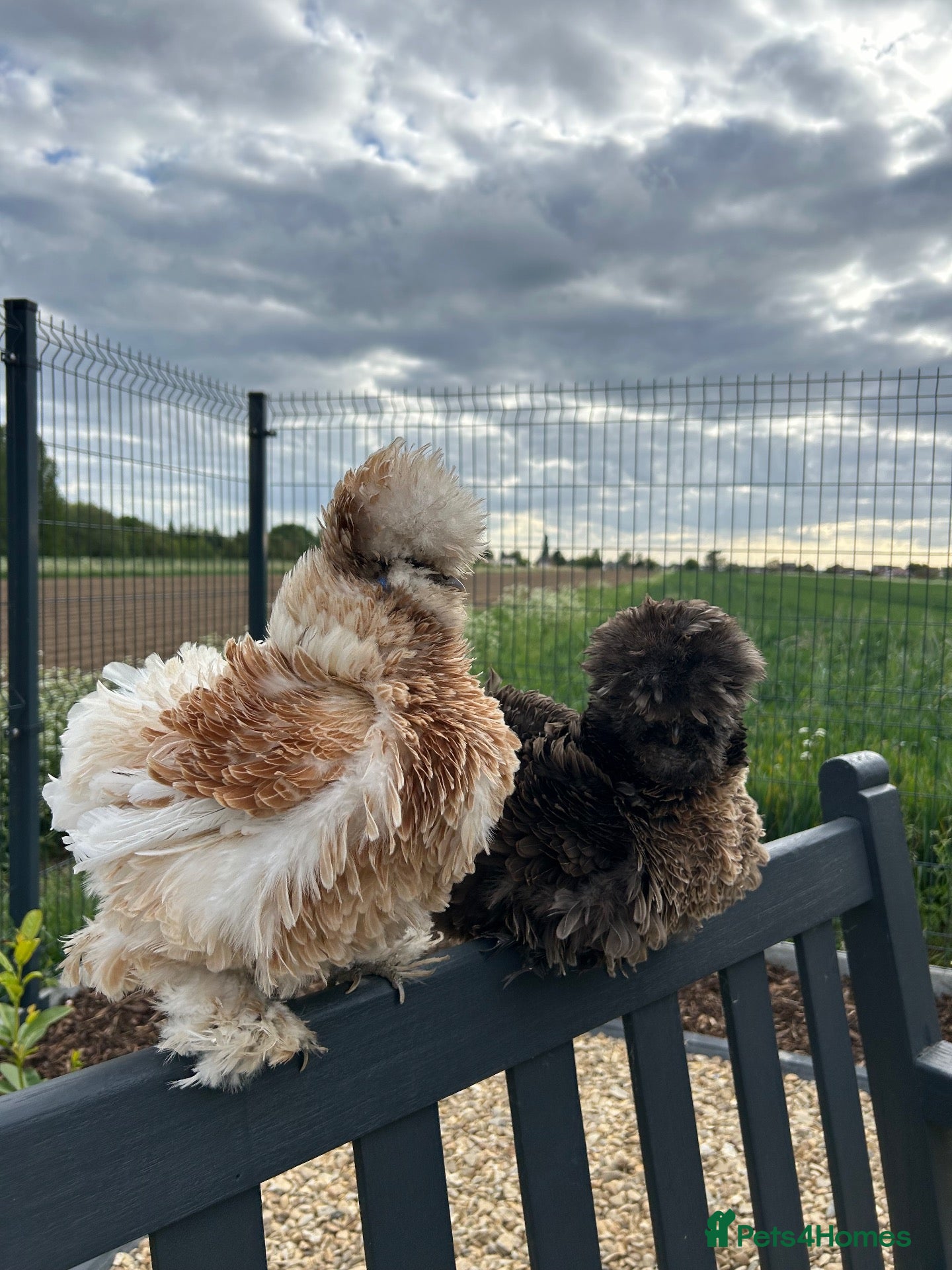 Chickens poultry 6x Silkies USA Hatching Eggs Collection OrDelivery - Advert 1