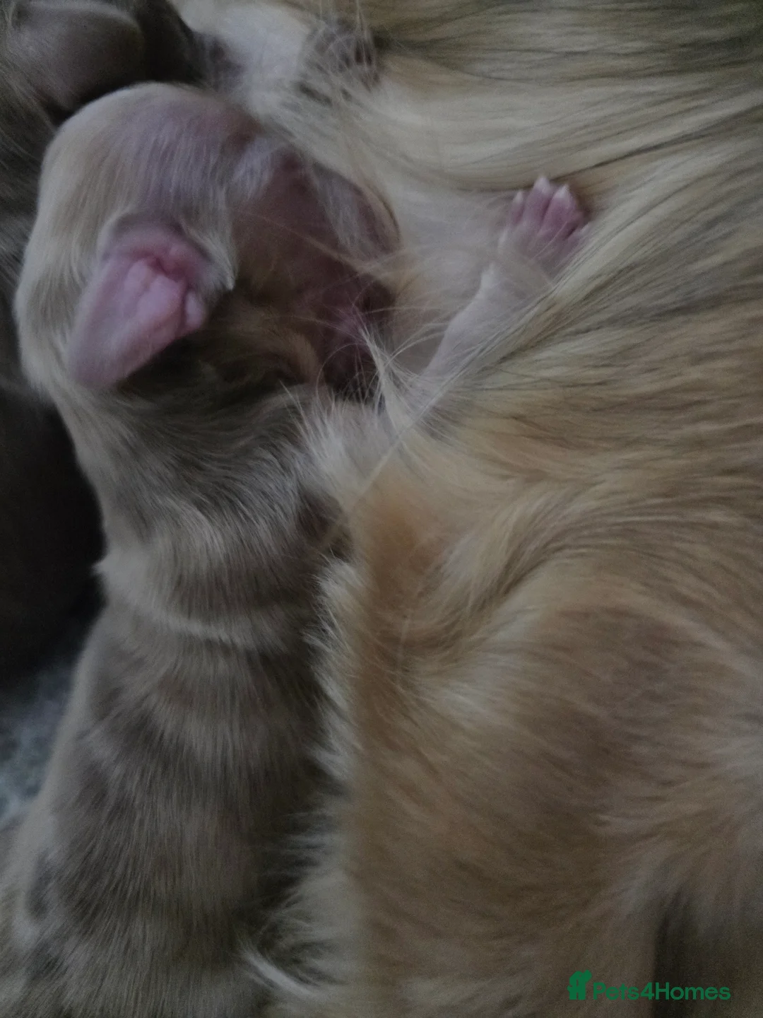 Miniature Dachshund dogs for sale: Miniature long hair dachshunds  - Advert 3