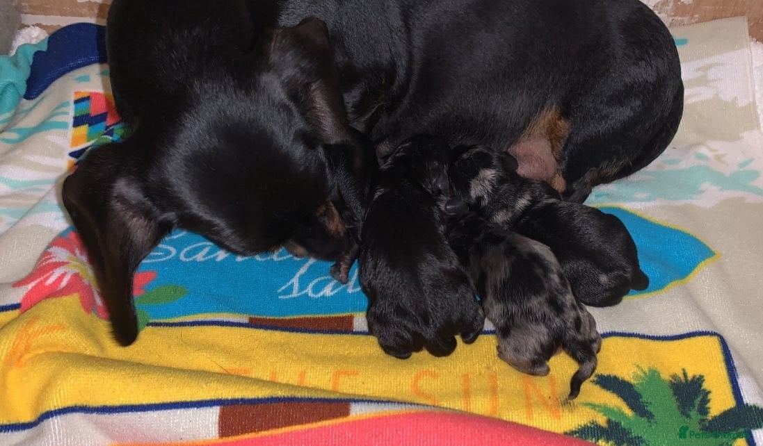 Miniature Dachshund dogs Beautiful Miniature Dachshund Puppies for Sale - Advert 1