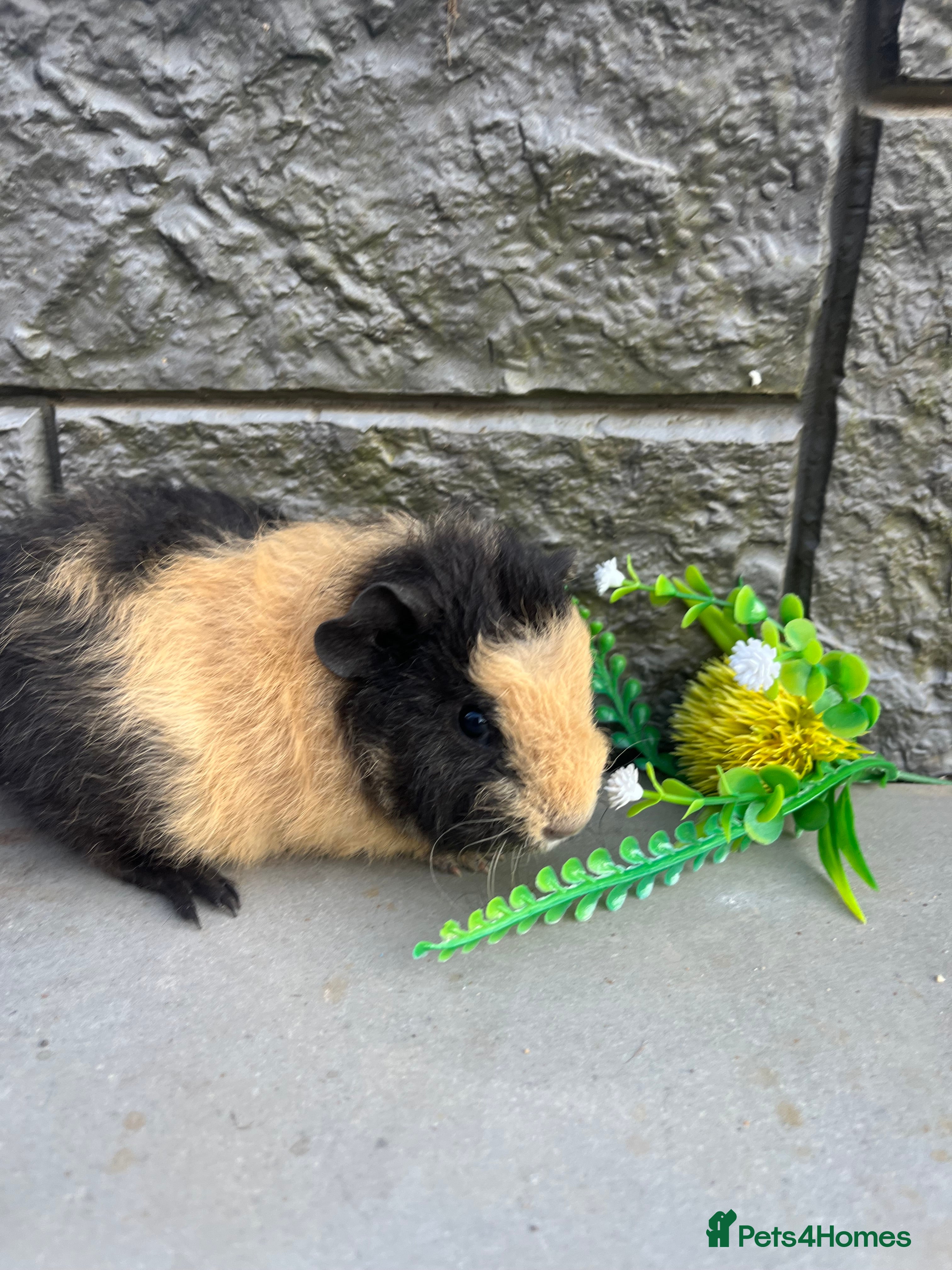 Guinea Pig rodents Fancy Guinea Pigs  - Advert 5