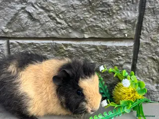 Guinea Pig rodents Fancy Guinea Pigs - Advert 5