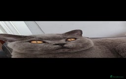 British Shorthair cats for sale: Loving GCCF British Shorthair, 7yo male - Image 5