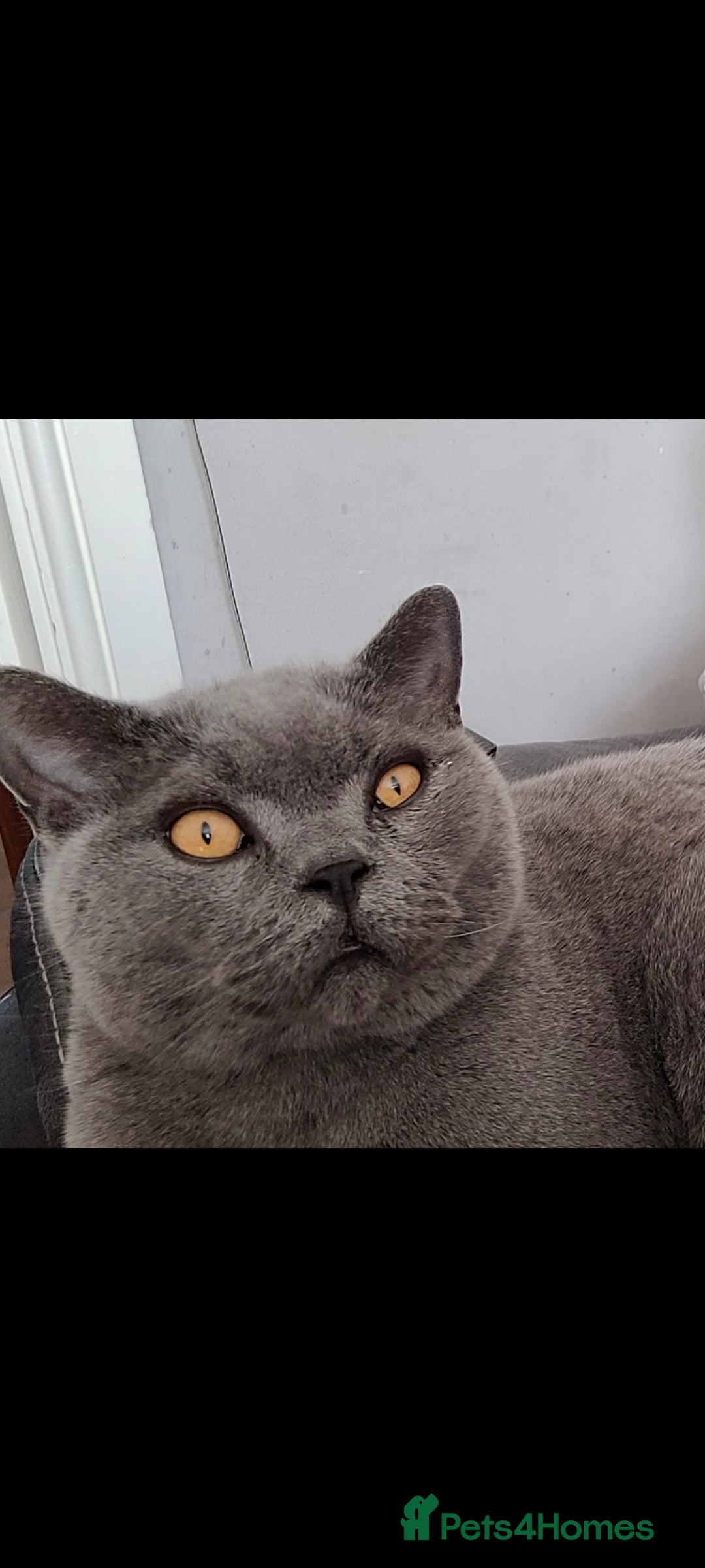 British Shorthair cats for sale: Loving GCCF British Shorthair, 7yo male - Image 5