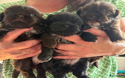 Shih Tzu dogs for sale: Beautiful shih tzu puppies for sale  - Image 1
