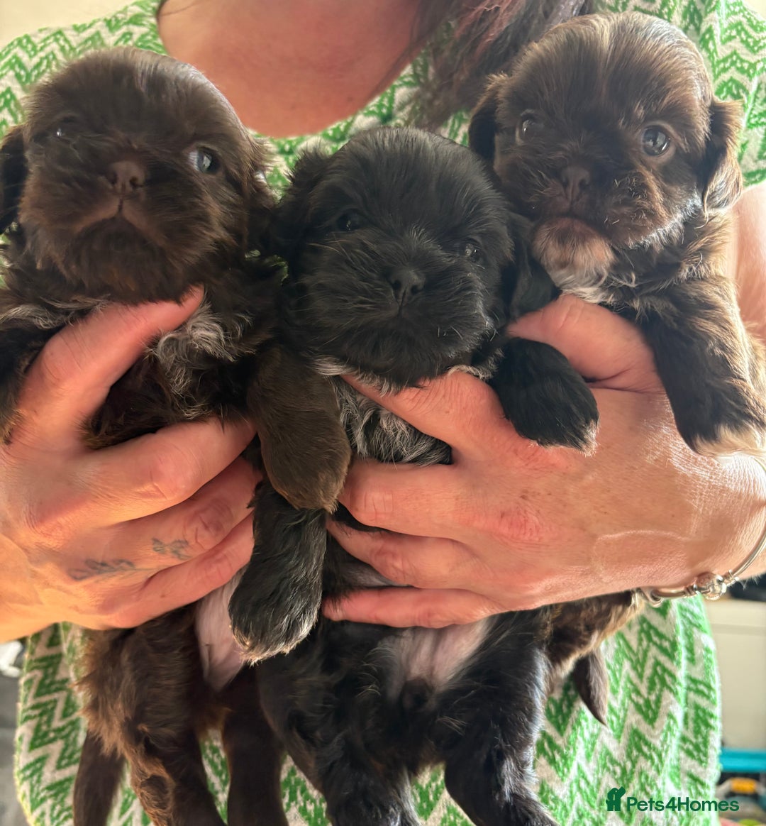 Shih Tzu dogs for sale: Beautiful shih tzu puppies for sale  - Image 1