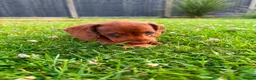 Miniature Dachshund dogs for sale: Stunning KC Miniature Dachshunds in Wednesbury - Advert 13