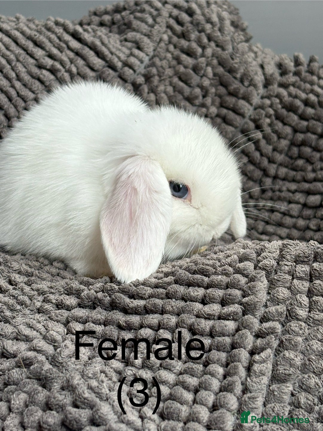 Dwarf Lop rabbits for sale: Pure bred dwarf lops  - Image 3
