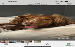 Cocker Spaniel dogs for sale: Cocker spaniel puppies for sale - Image 2