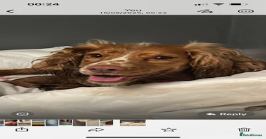 Cocker Spaniel dogs - Advert 2