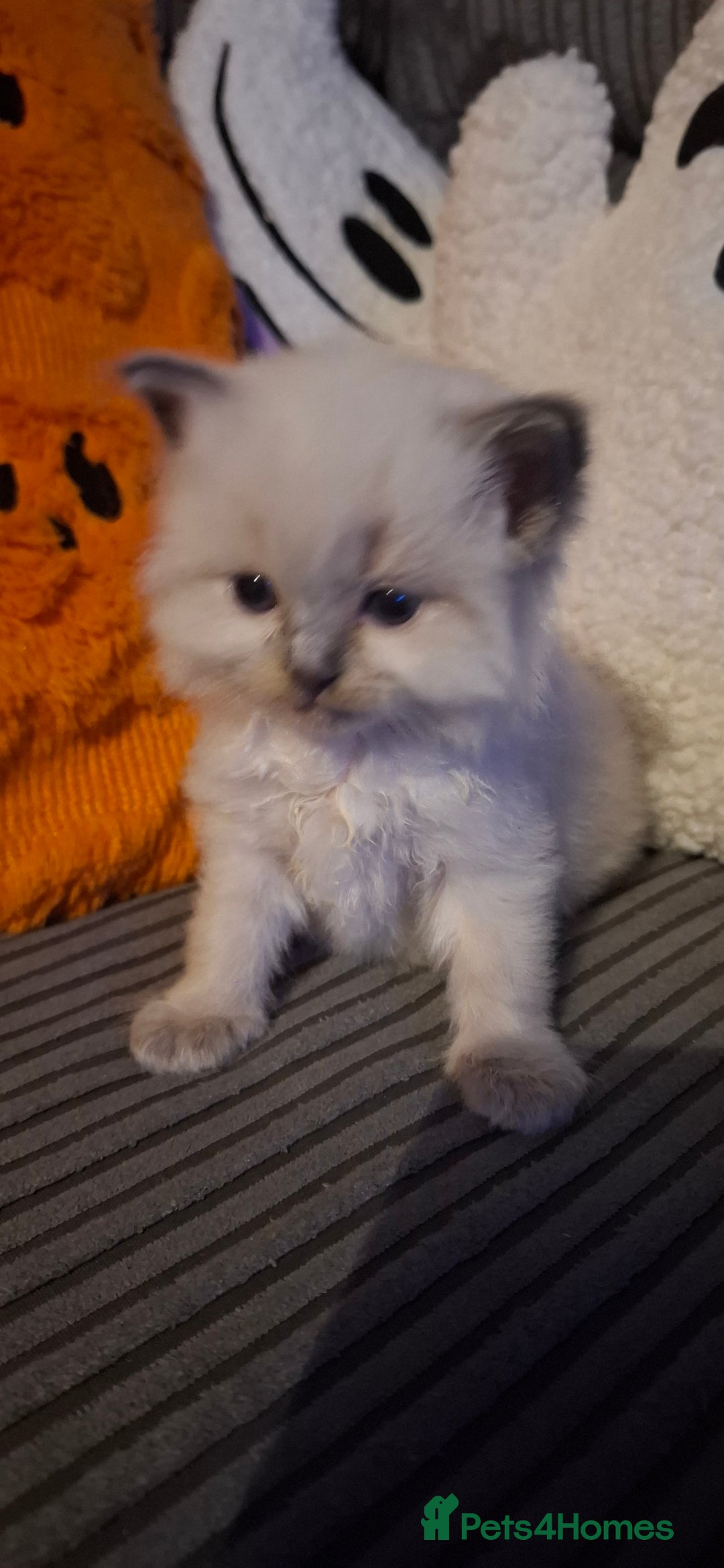 Ragdoll cats for sale: Ragdoll babies  - Image 19