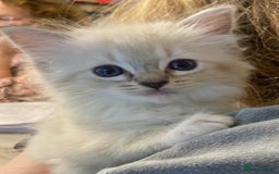Ragdoll cats for sale: Ragdolls kittens  - Image 7