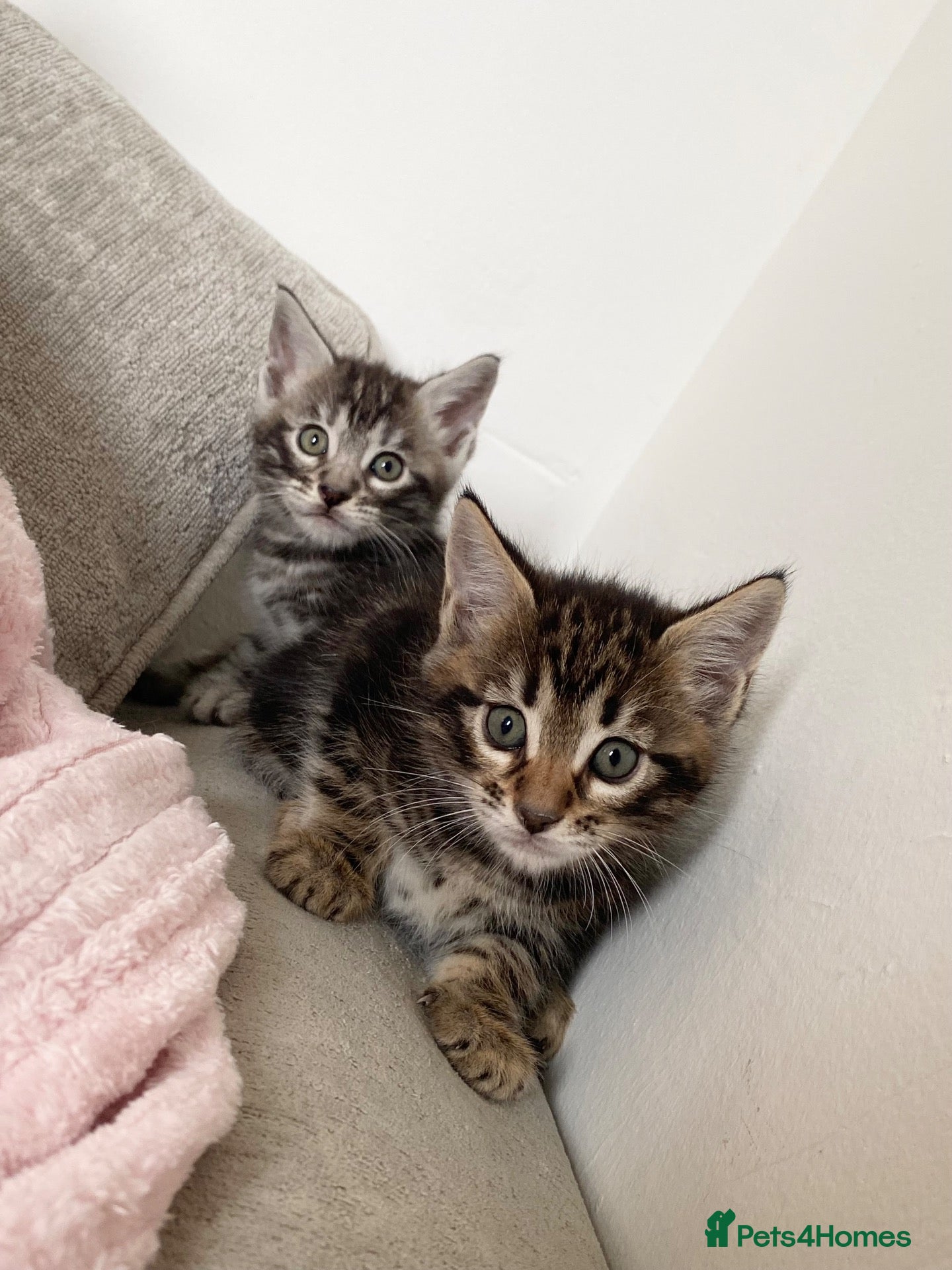 Mixed Breed cats BENGAL X KITTENS READY NOW - Advert 12