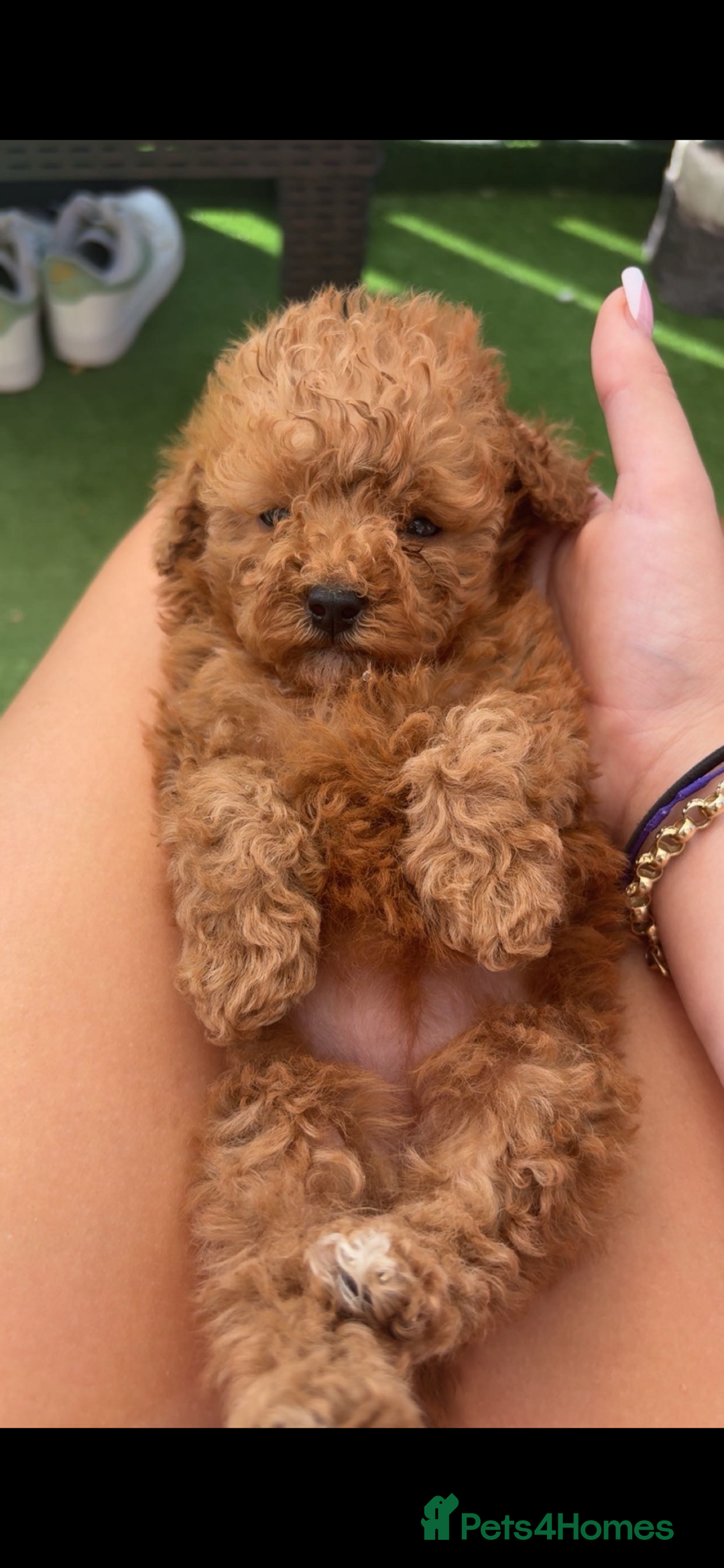 Poodle dogs for sale: Toy poodle puppies for sale  - Image 25