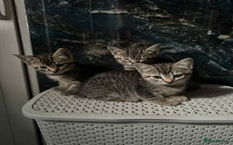 Mixed Breed cats for sale: Adorable Mixed Breed Kitten for Sale! - Image 7